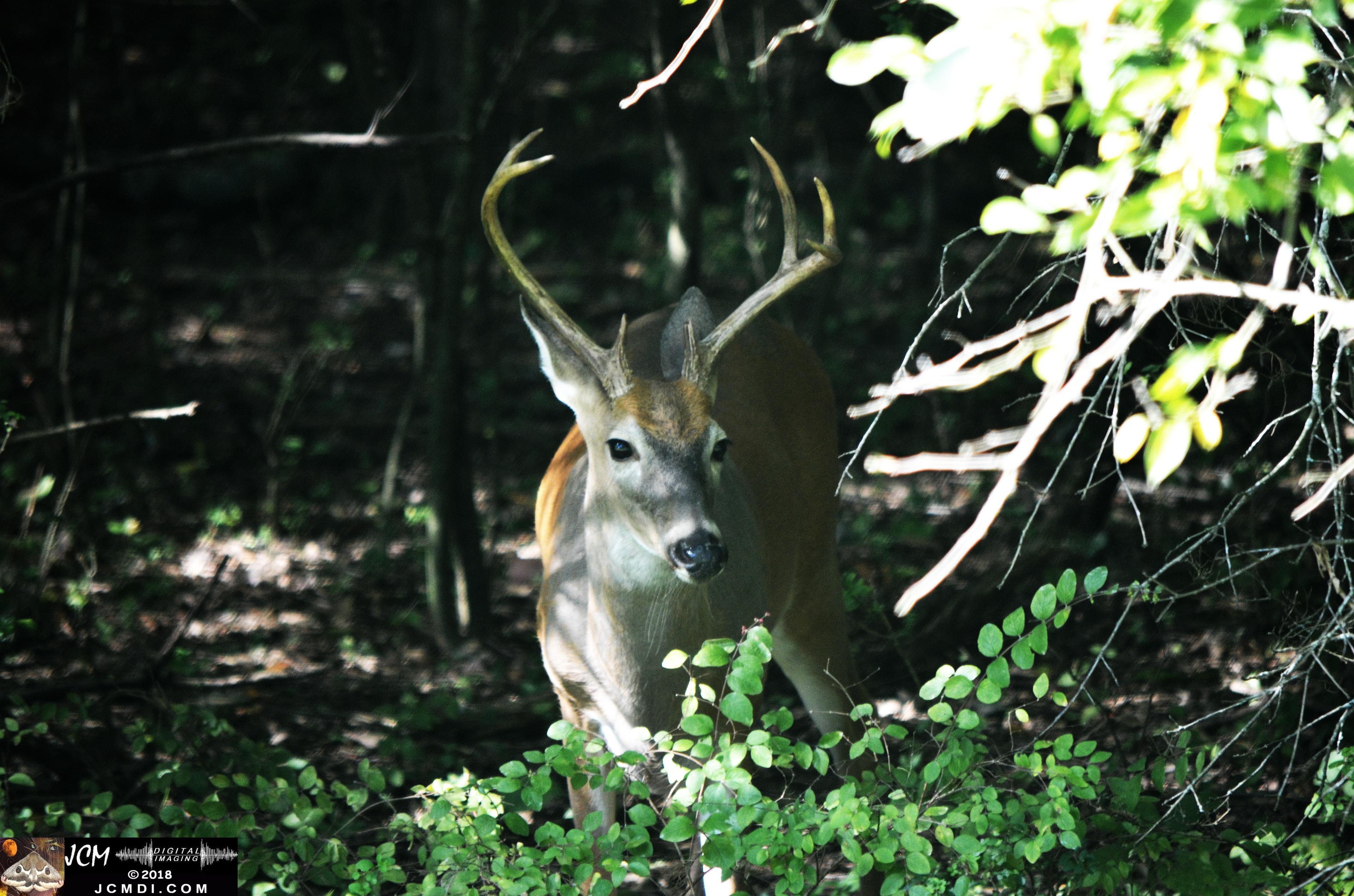 A Buck in the Woods at Old Hickory Lake TN